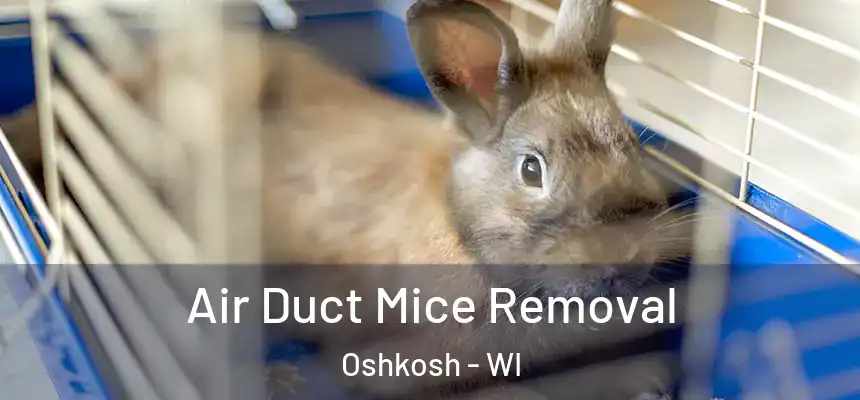  Air Duct Mice Removal Oshkosh - WI